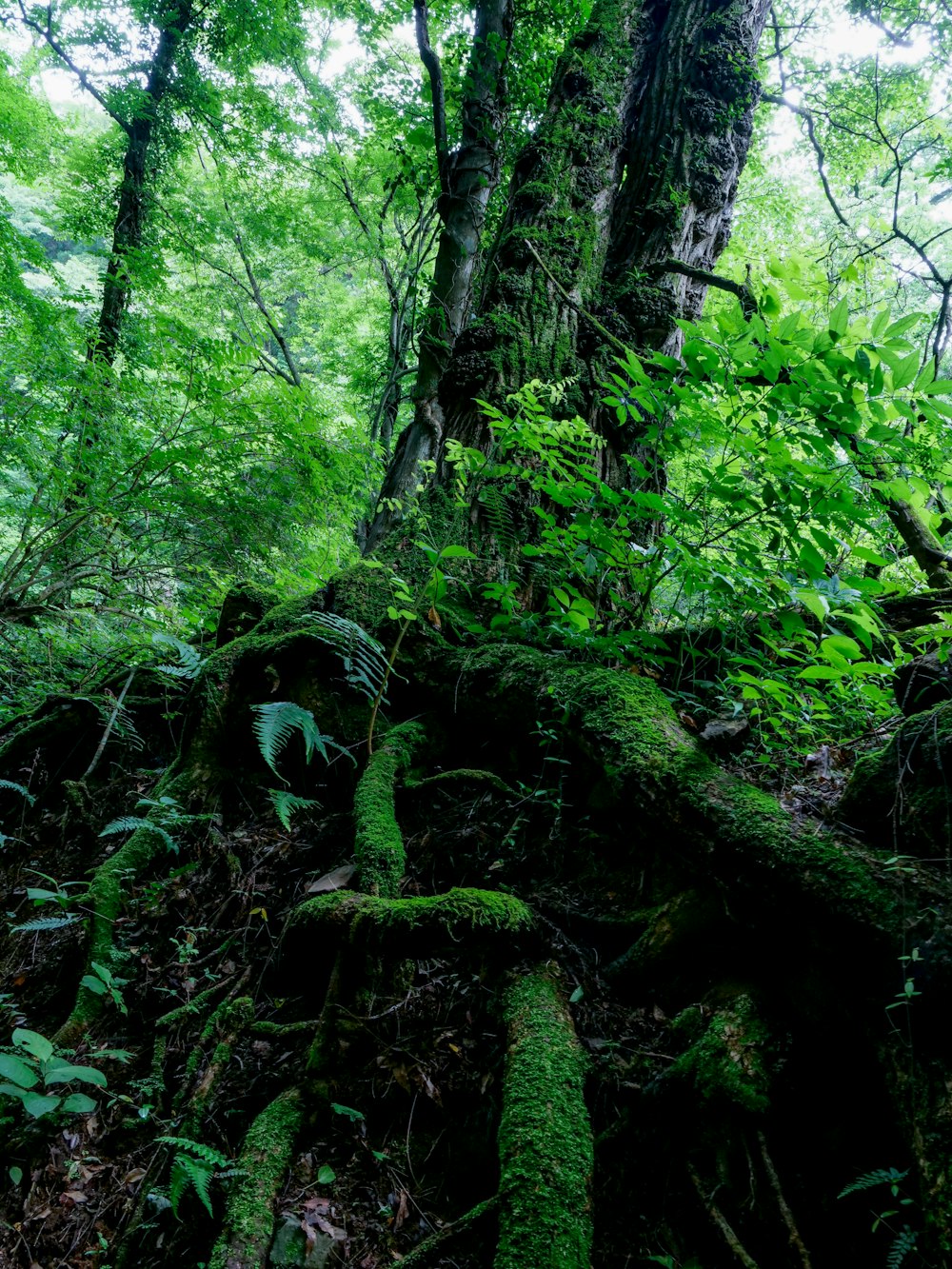 uma árvore coberta de musgo no meio de uma floresta