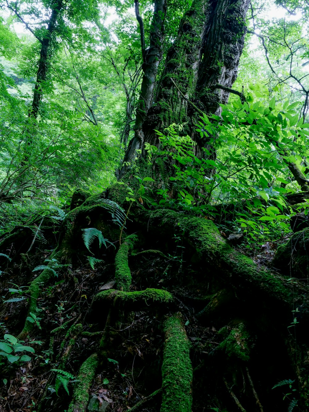 a moss covered tree in the middle of a forest