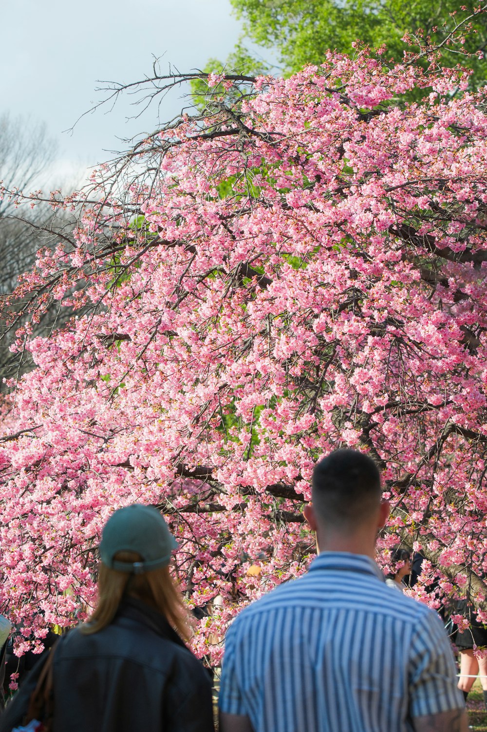 a man and a woman looking at a tree with pink flowers