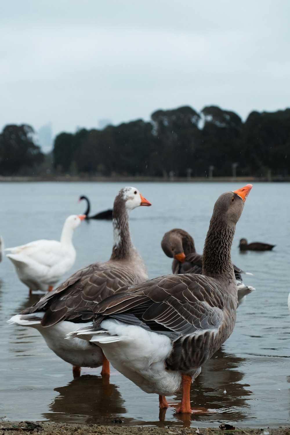 a flock of ducks standing on top of a lake