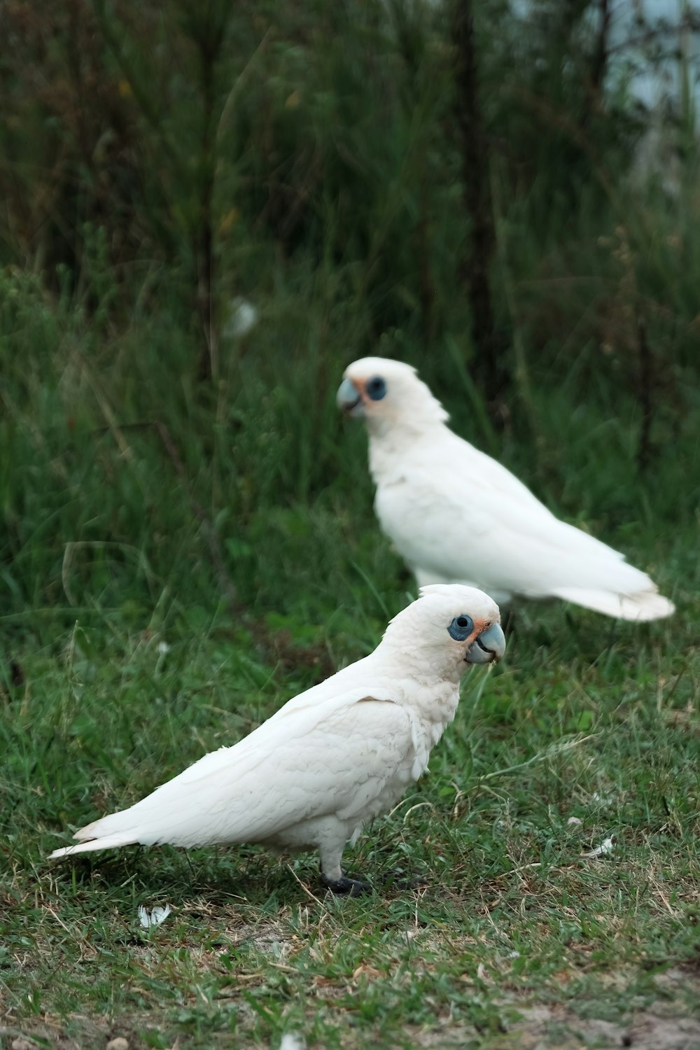 a couple of white birds standing on top of a grass covered field