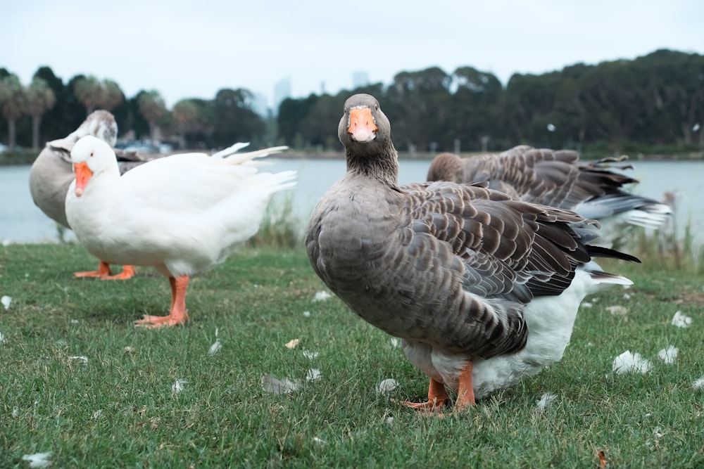 a flock of ducks standing on top of a lush green field