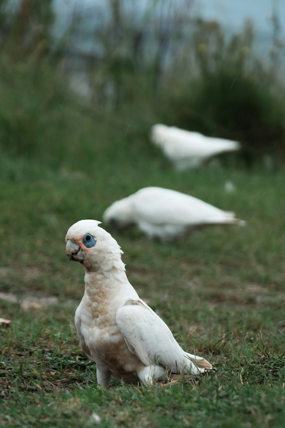 a white bird sitting on top of a lush green field