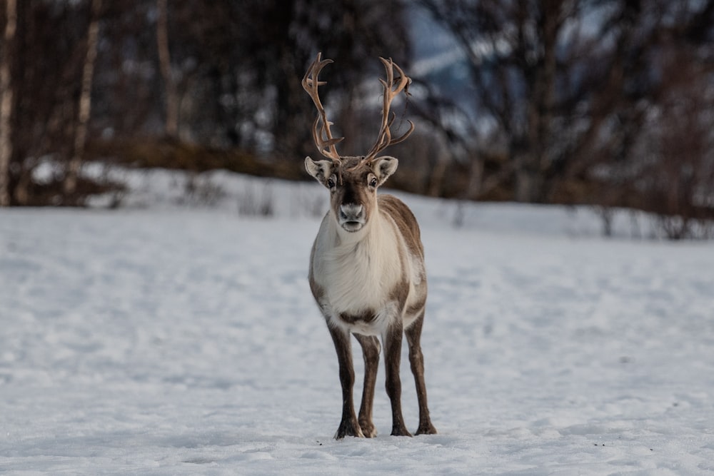 a reindeer standing in a snowy field with trees in the background