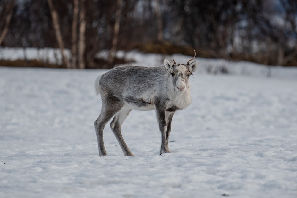 a small goat standing in the middle of a snow covered field