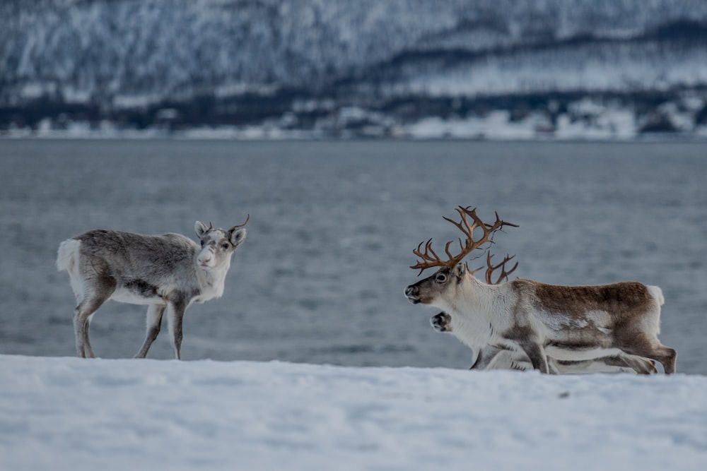 two deer standing next to each other in the snow