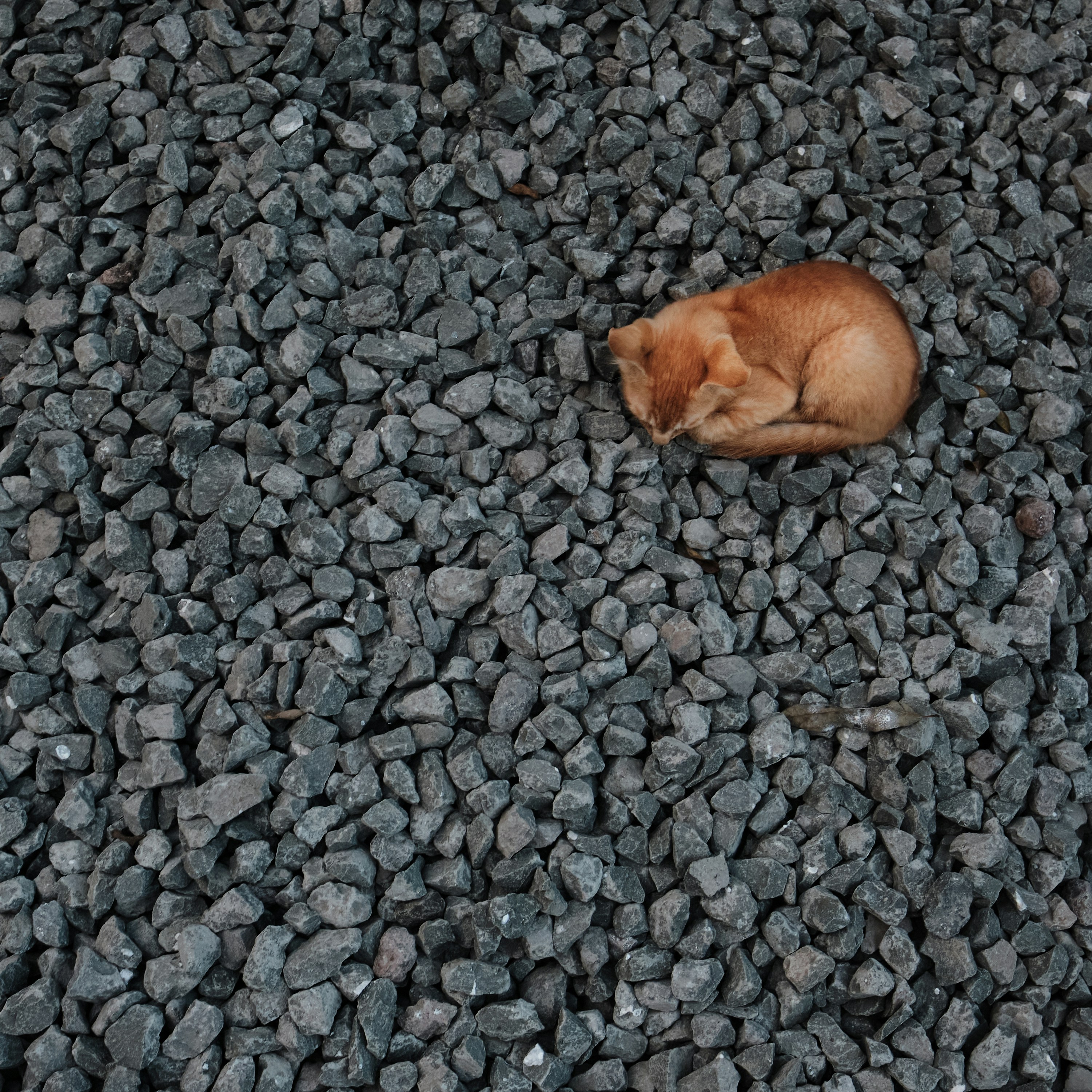a dog curled up sleeping on a pile of rocks