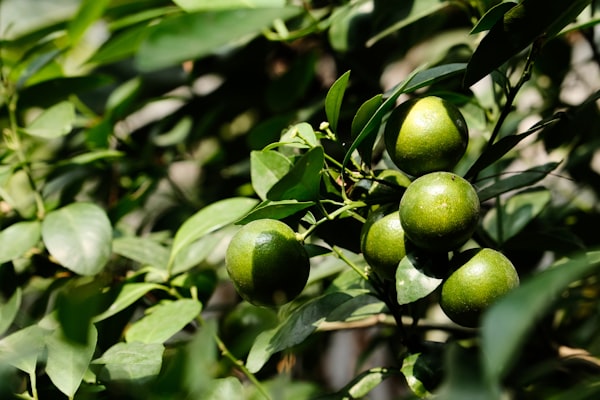 Olijven met Kruiden en Citrus