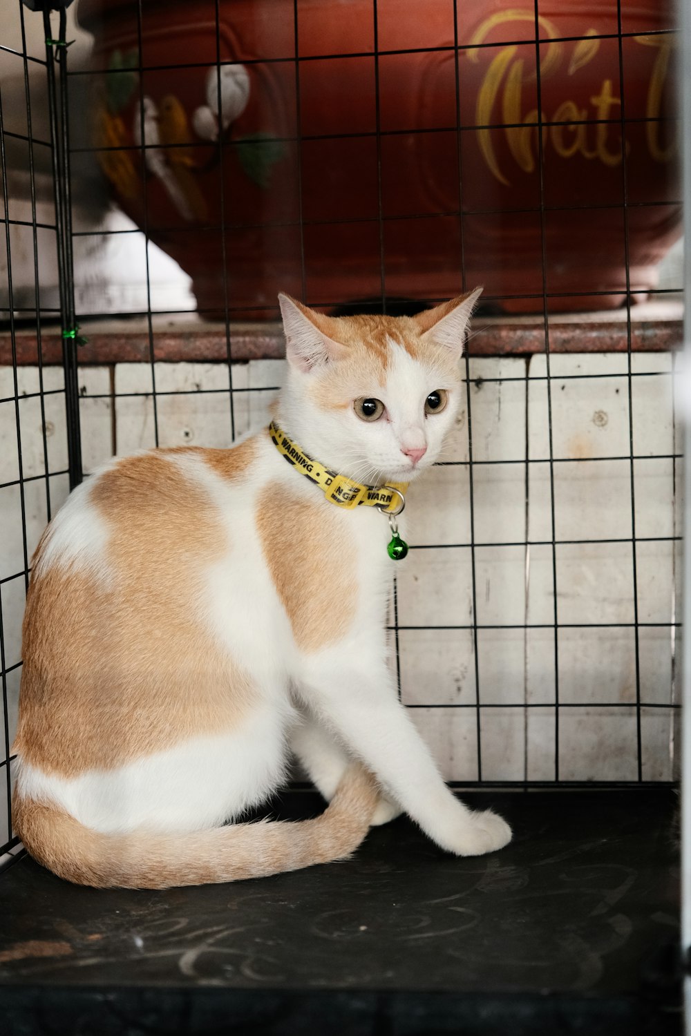 an orange and white cat sitting in a cage