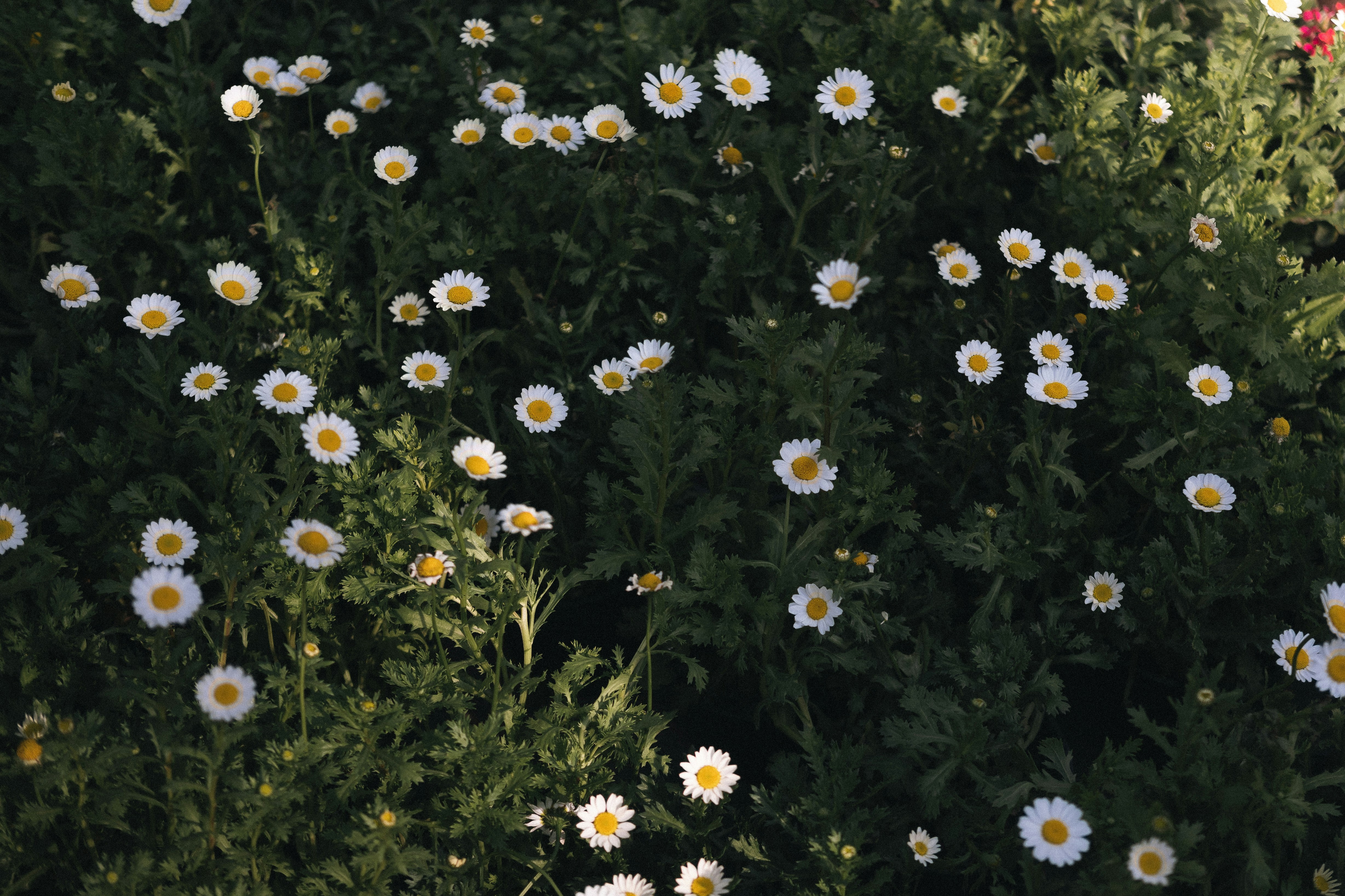 a bunch of white and yellow flowers in a field