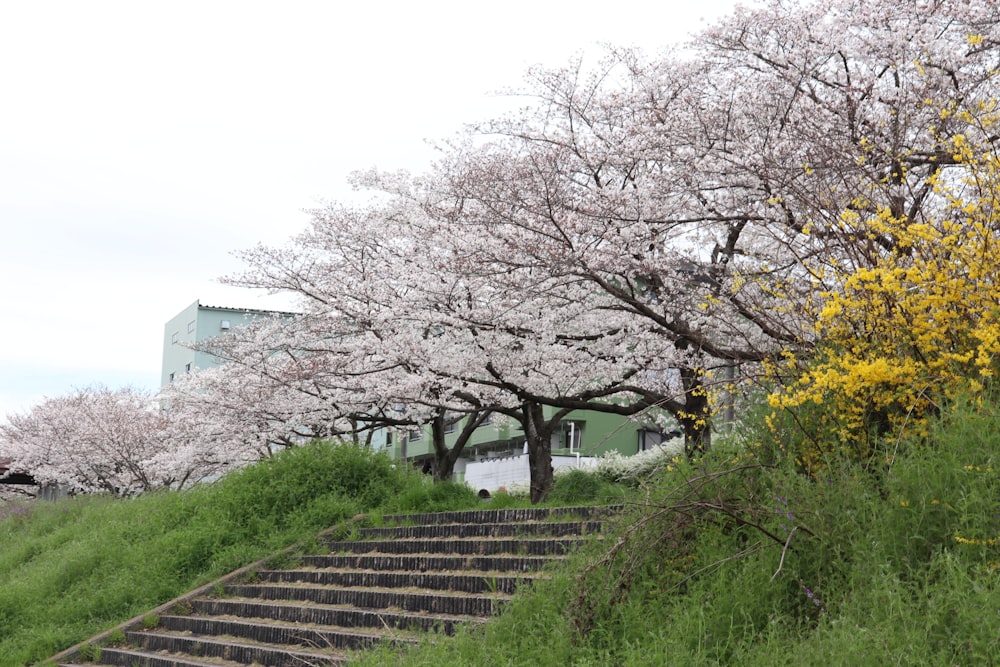 a bunch of stairs going up a hill