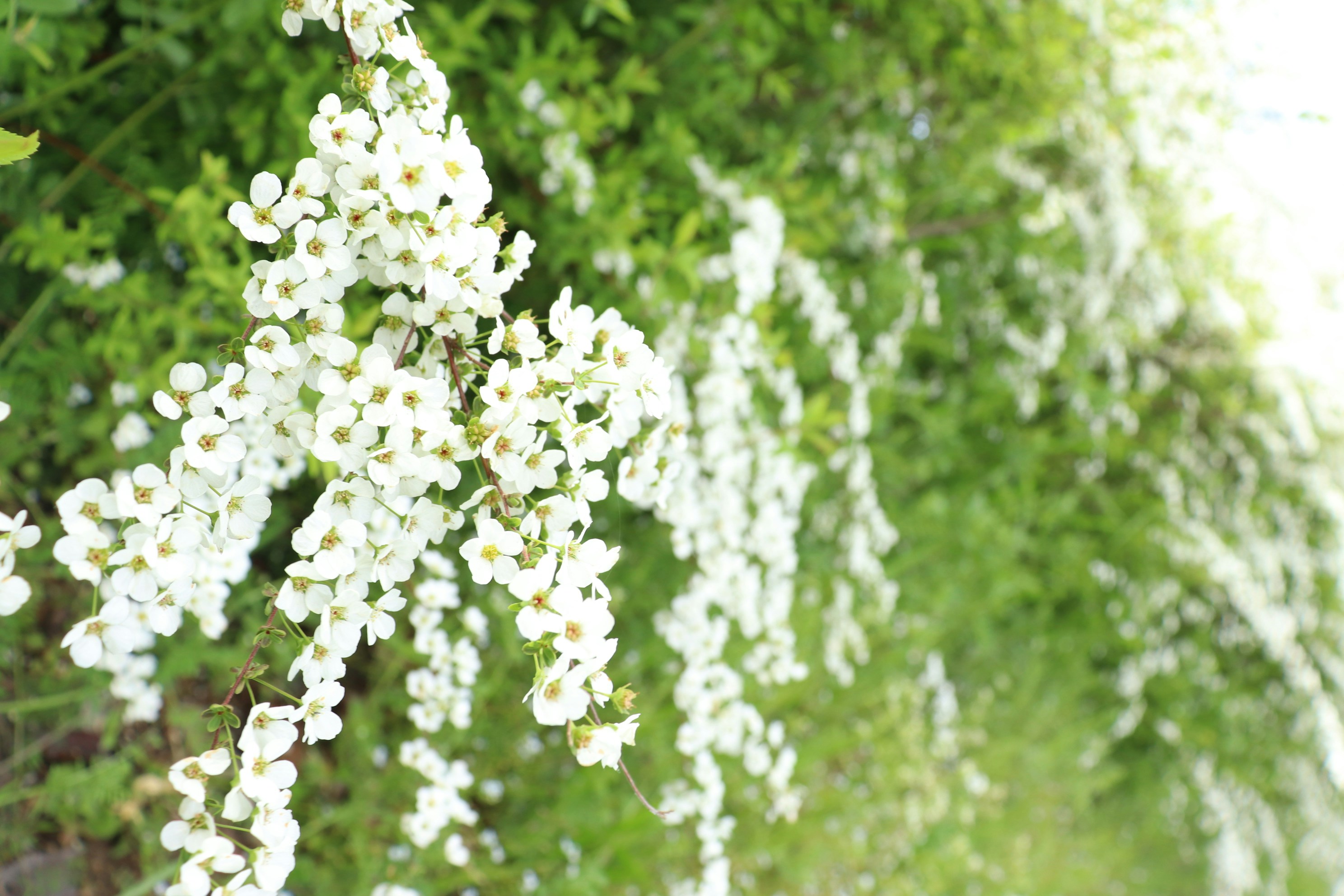 Photo by saitousai