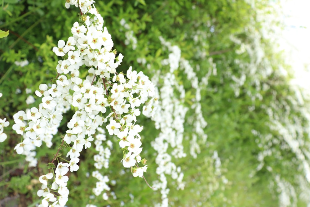 a bunch of white flowers hanging from a tree