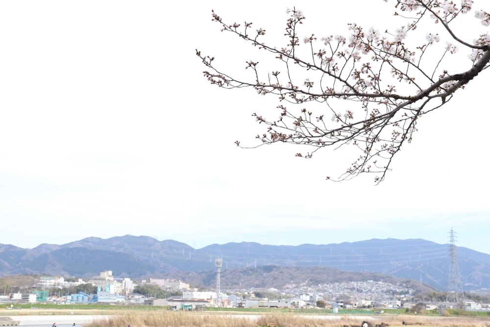 a view of a city from a distance with a tree in the foreground