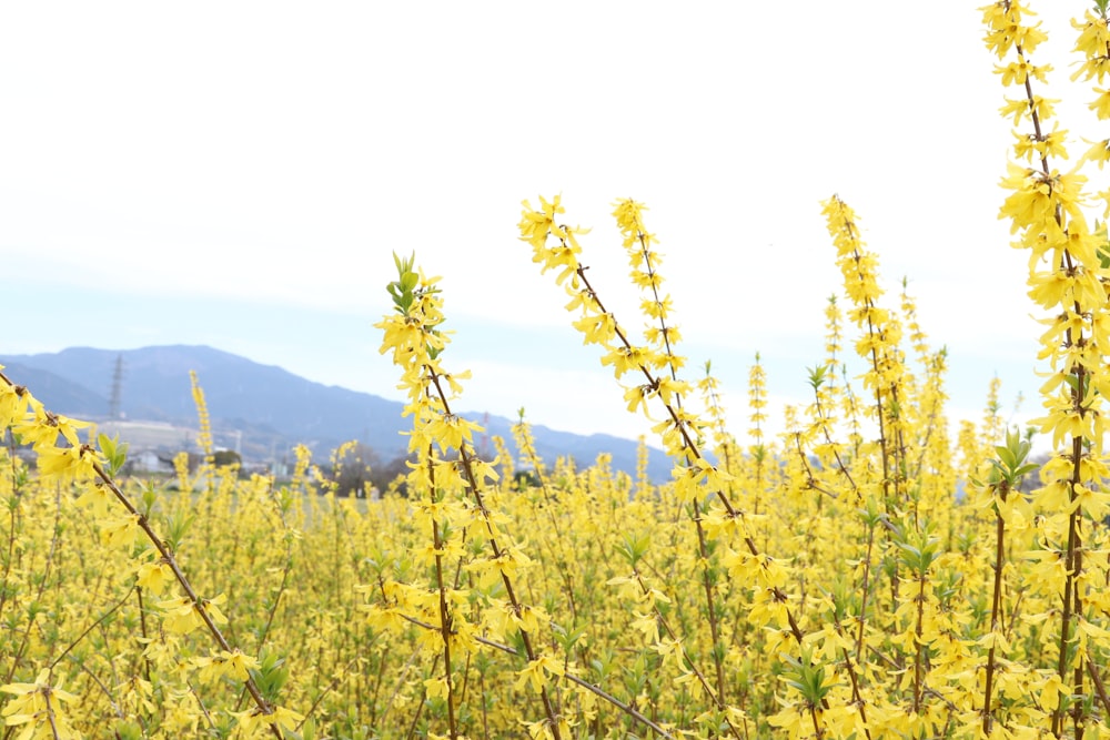 a field of yellow flowers with mountains in the background