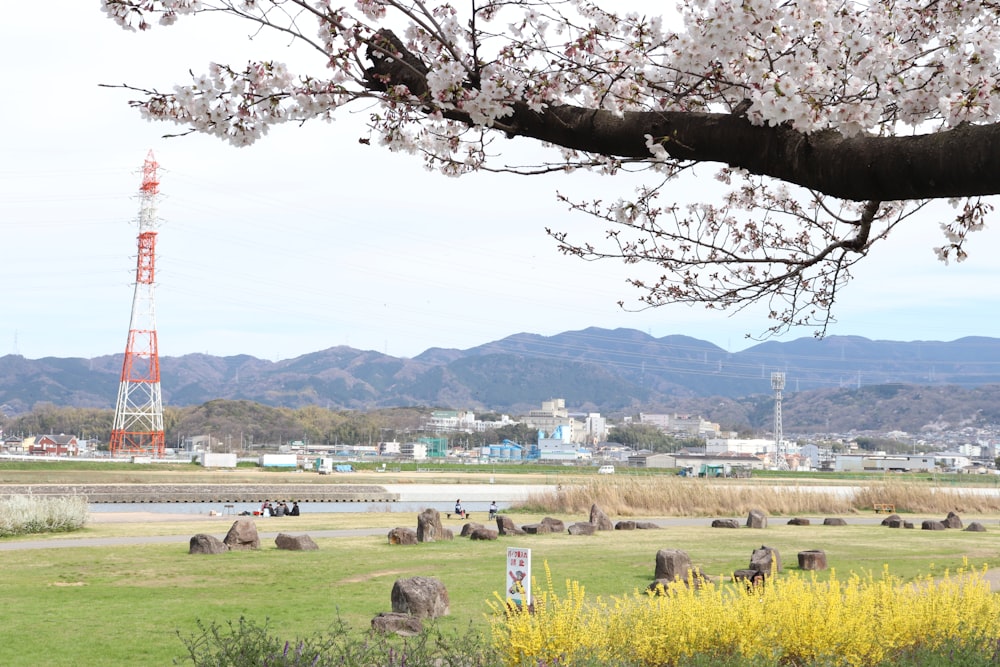 a field with a lot of rocks under a tree