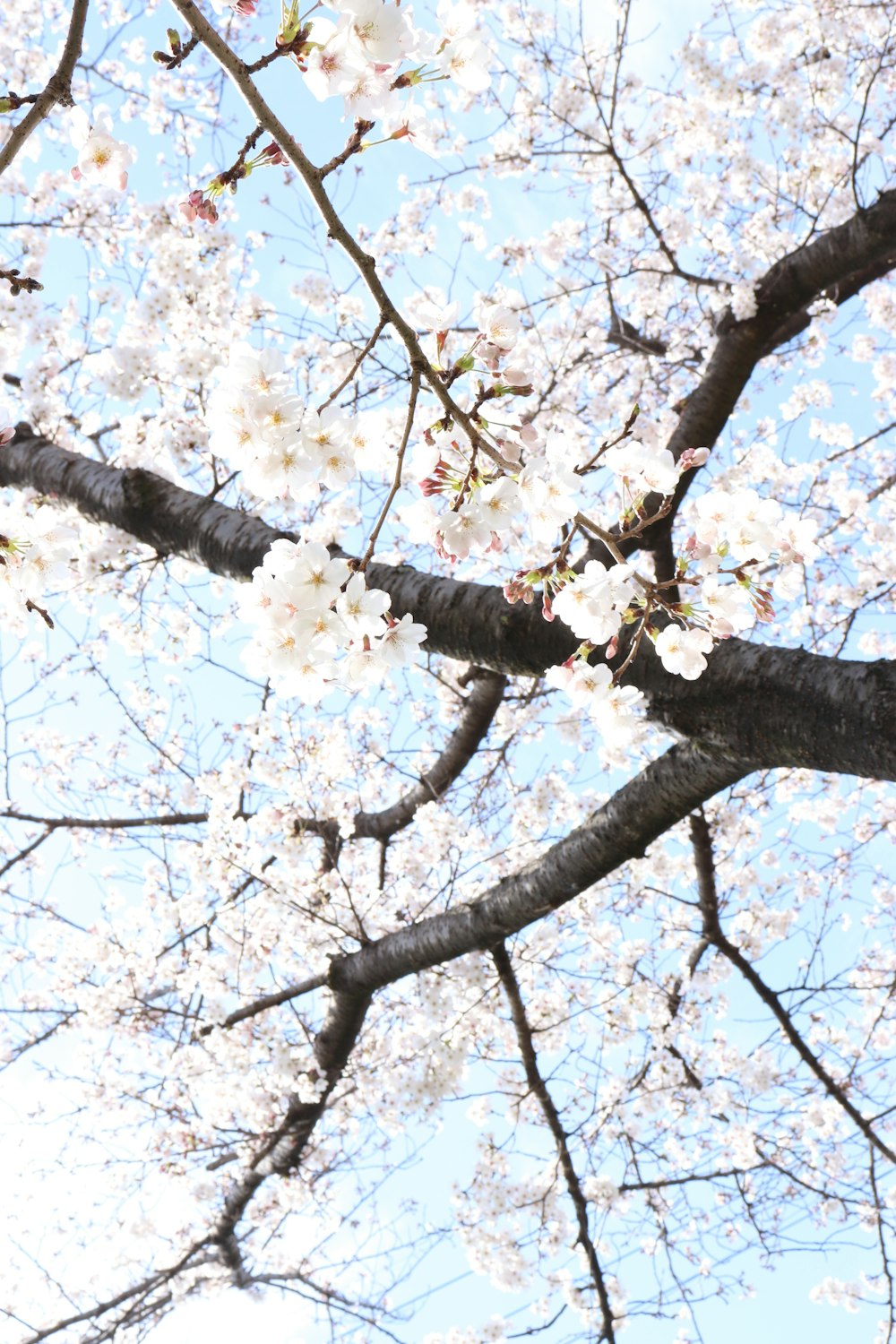 the branches of a tree with white flowers