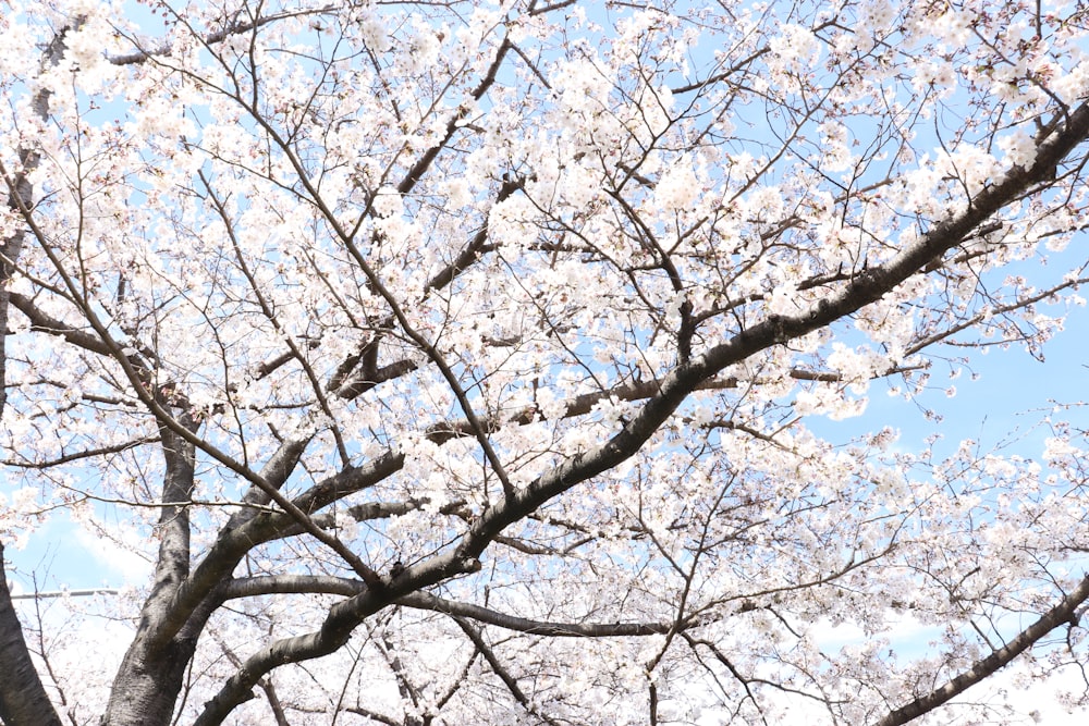 a tree with lots of white flowers on it