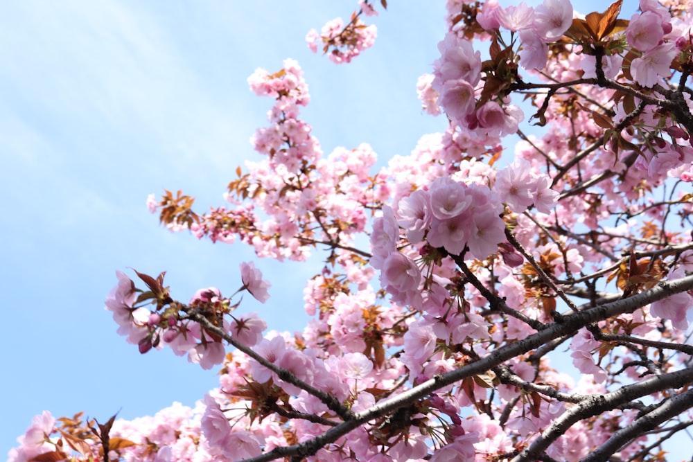 a tree with lots of pink flowers on it