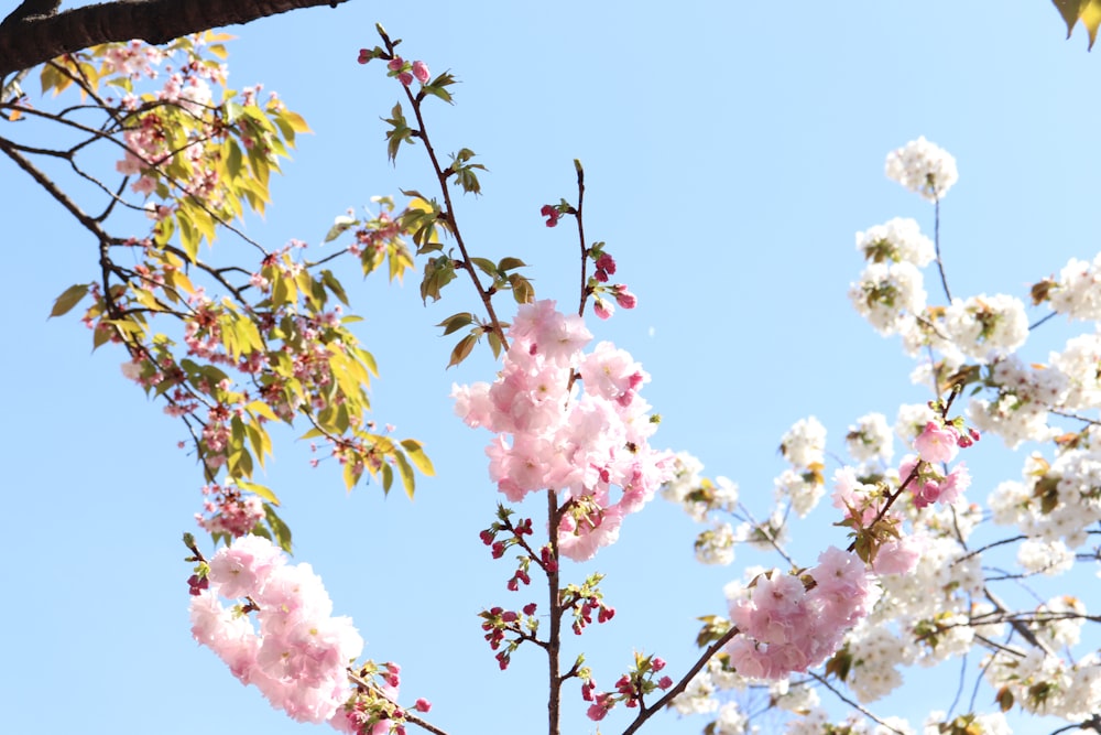 pink and white flowers are blooming on a tree