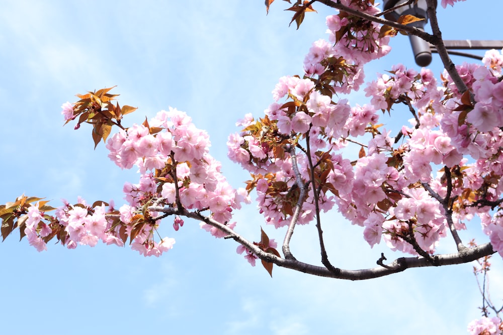 a tree with pink flowers in the foreground and a blue sky in the background