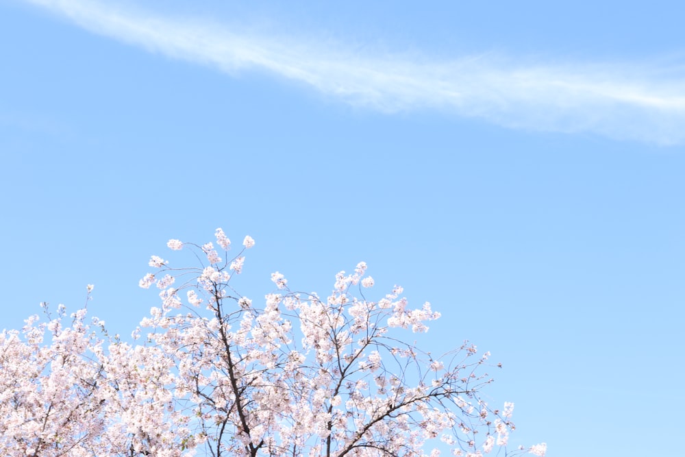 a tree with white flowers and a blue sky in the background