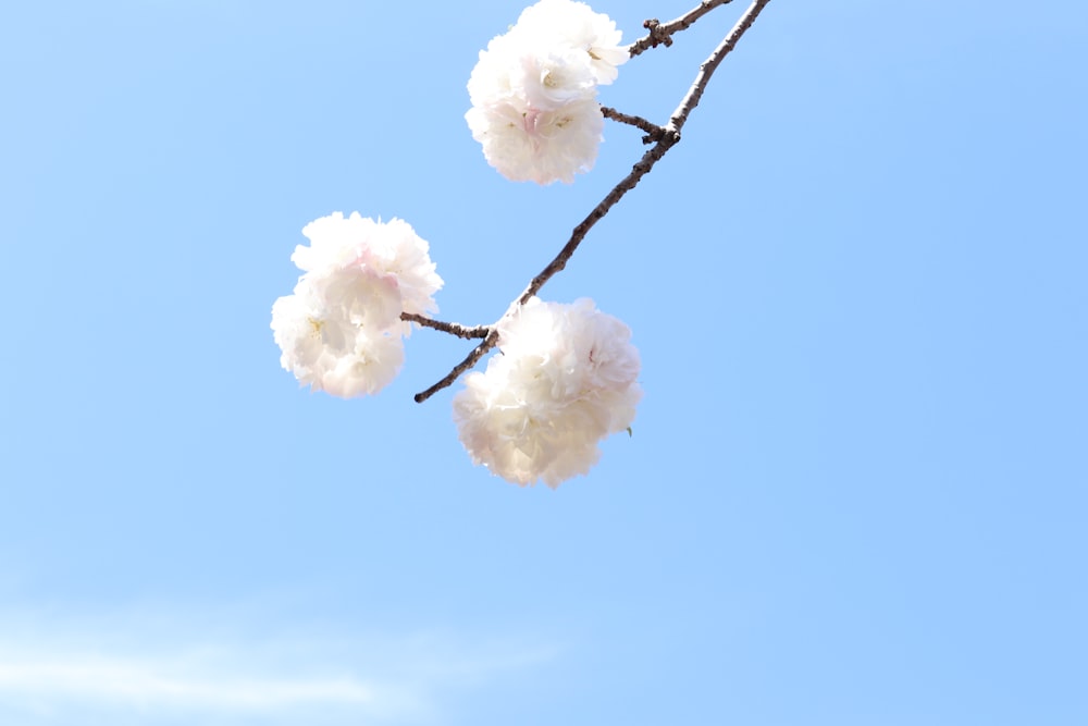 a branch with white flowers against a blue sky