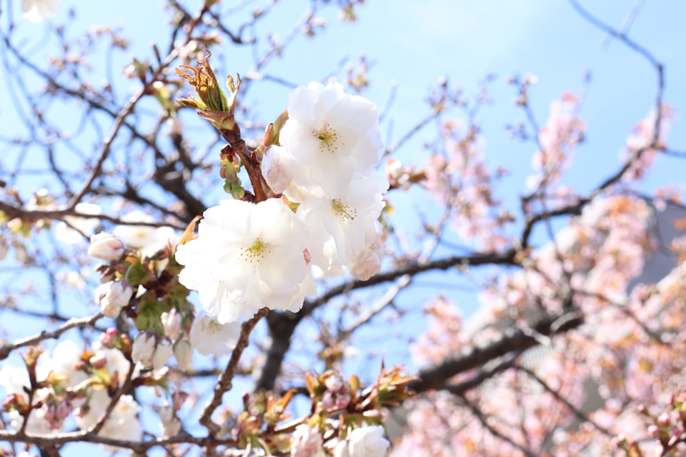 a tree with white flowers and a blue sky in the background