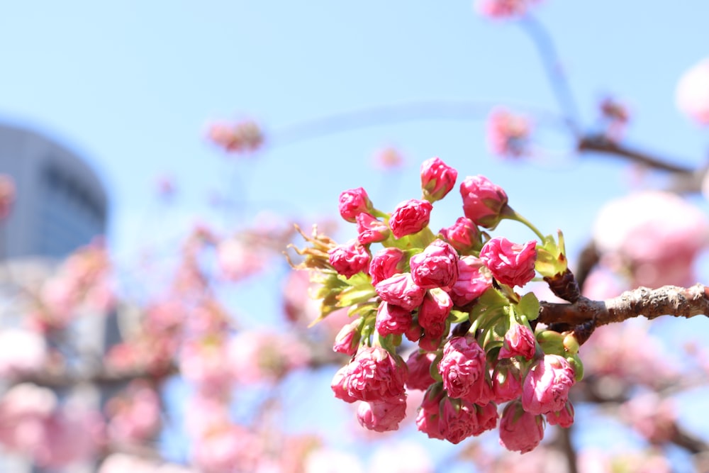 un árbol con flores rosas frente a un edificio