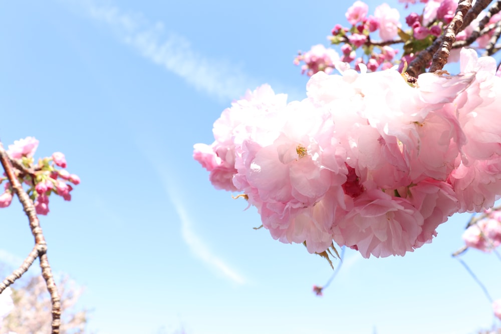 a bunch of pink flowers hanging from a tree