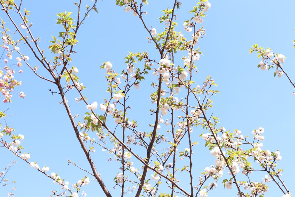 a tree with white flowers and green leaves