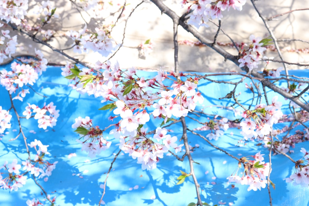 a blue cloth with pink flowers on it