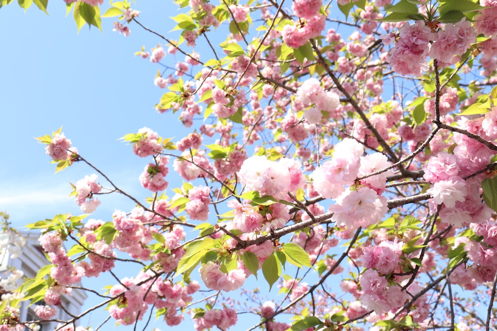pink flowers are blooming on a tree in front of a building