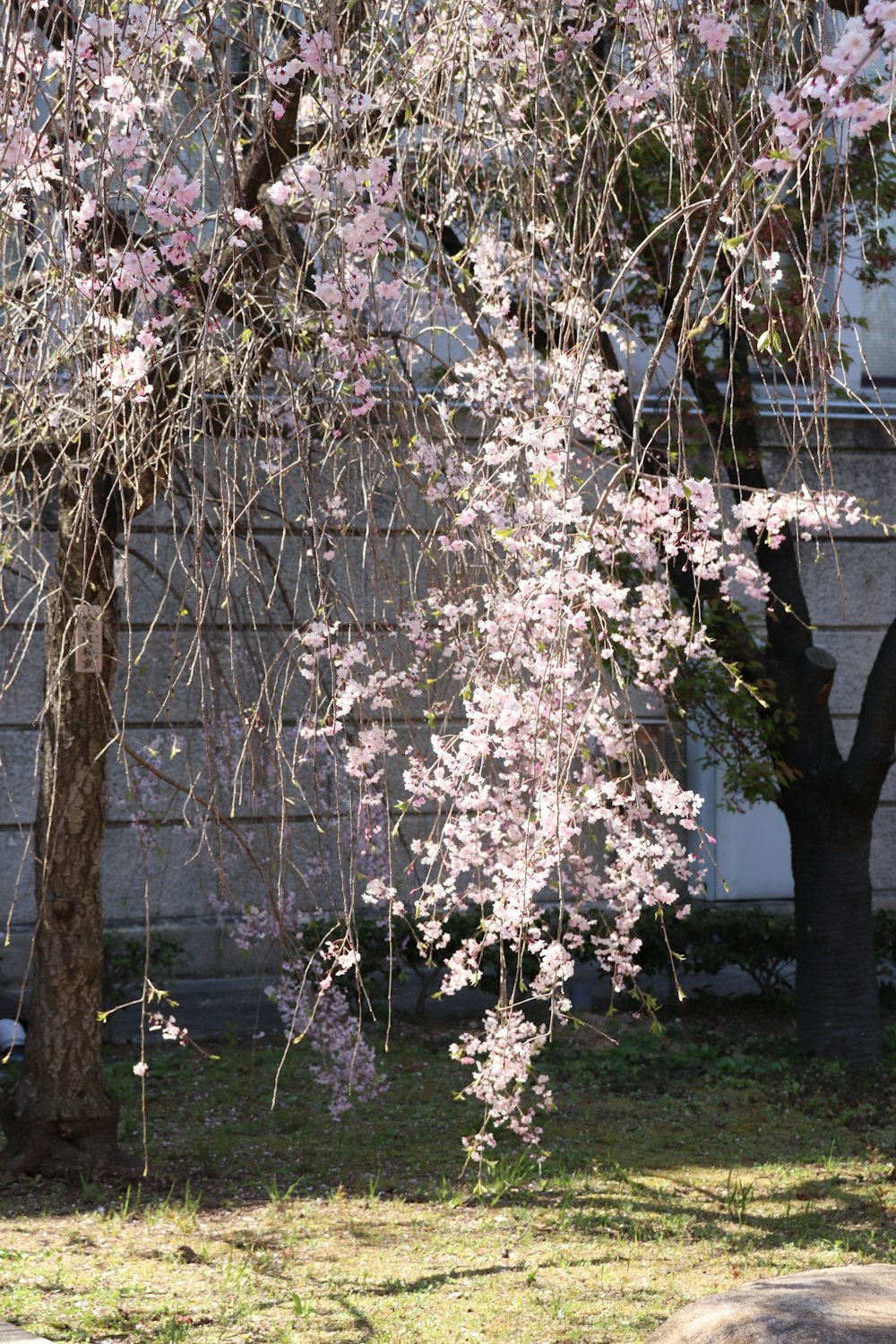 un albero con fiori rosa davanti a un edificio