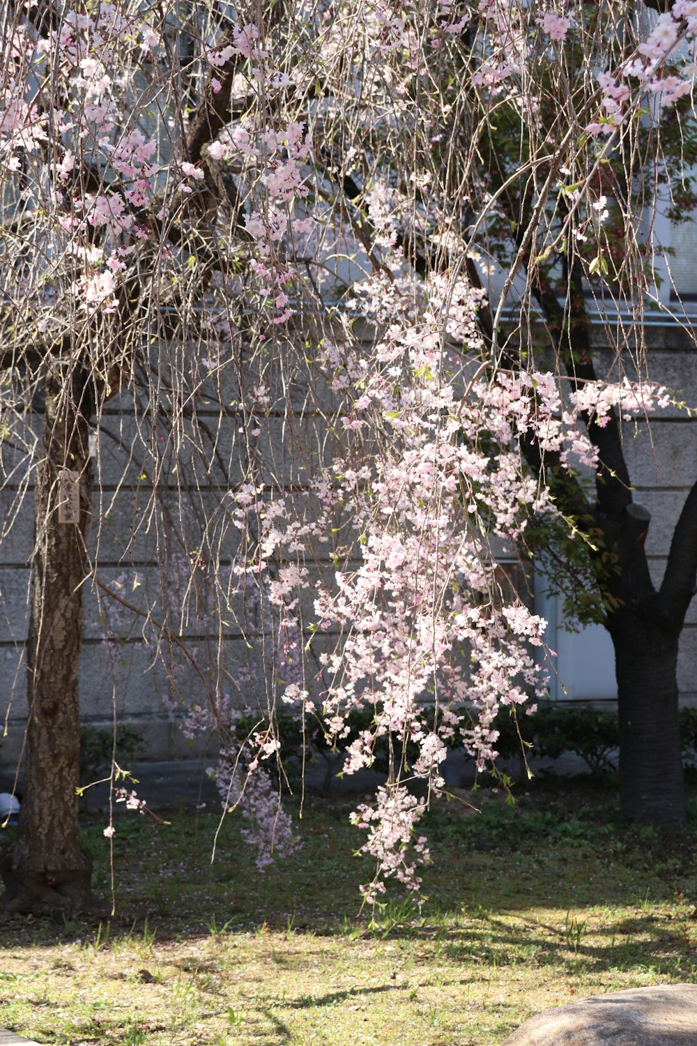 un arbre avec des fleurs roses devant un bâtiment