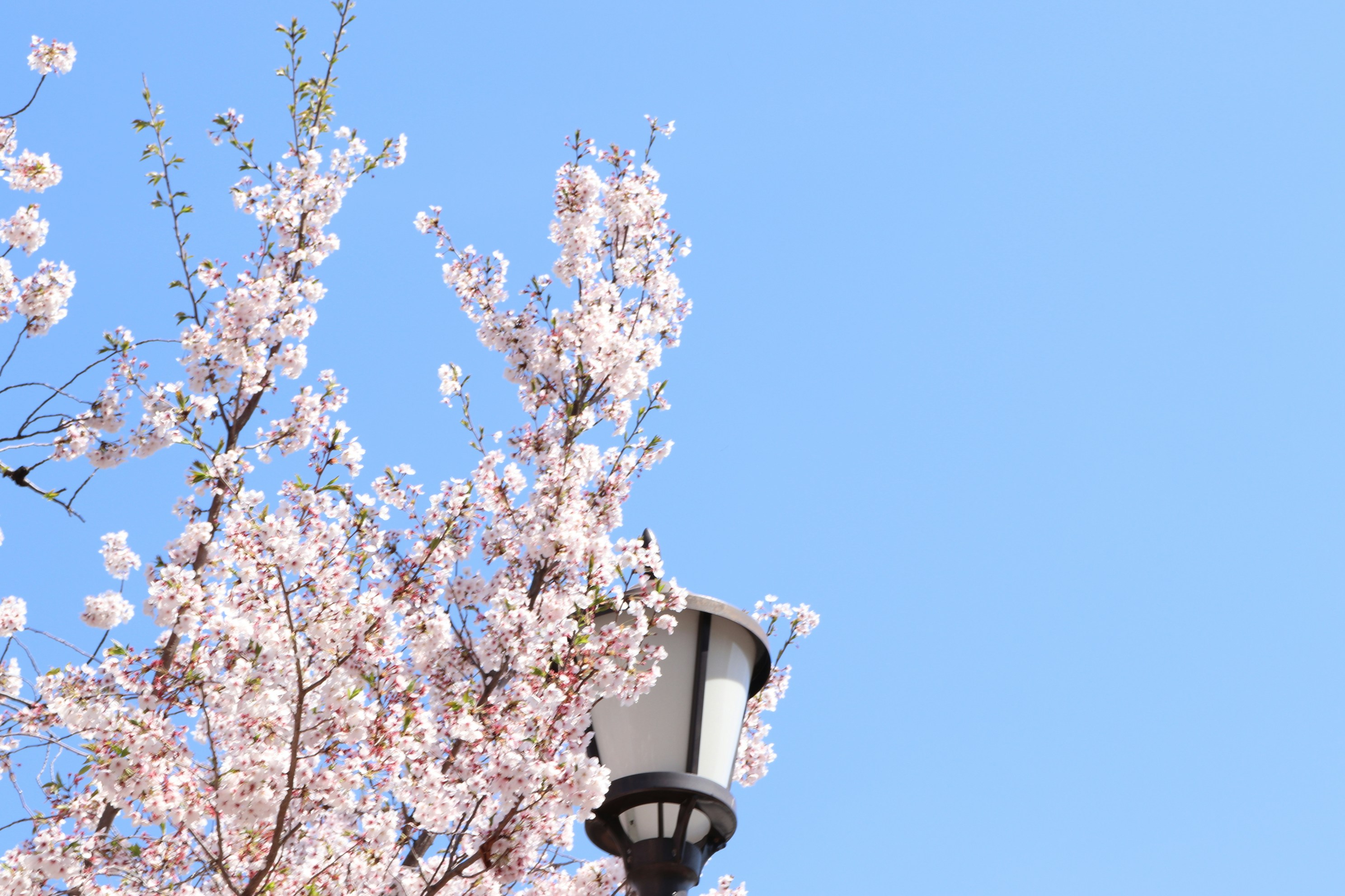 Photo by saitousai