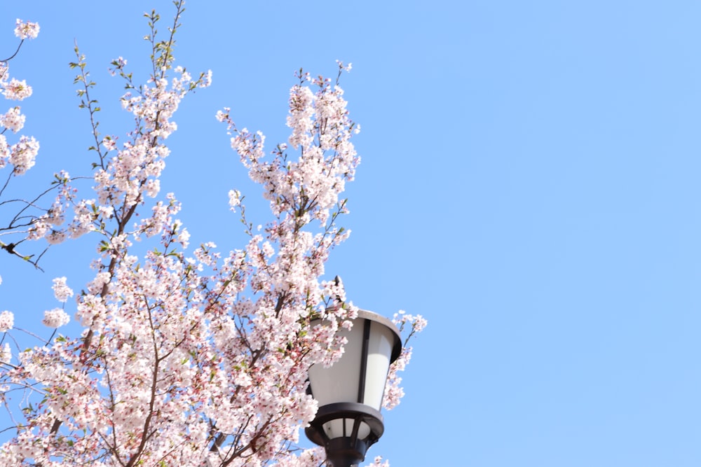 a lamp post with a flowering tree in the background
