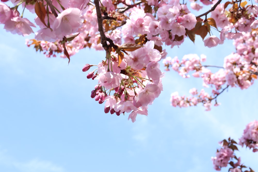 pink flowers are blooming on the branches of a tree