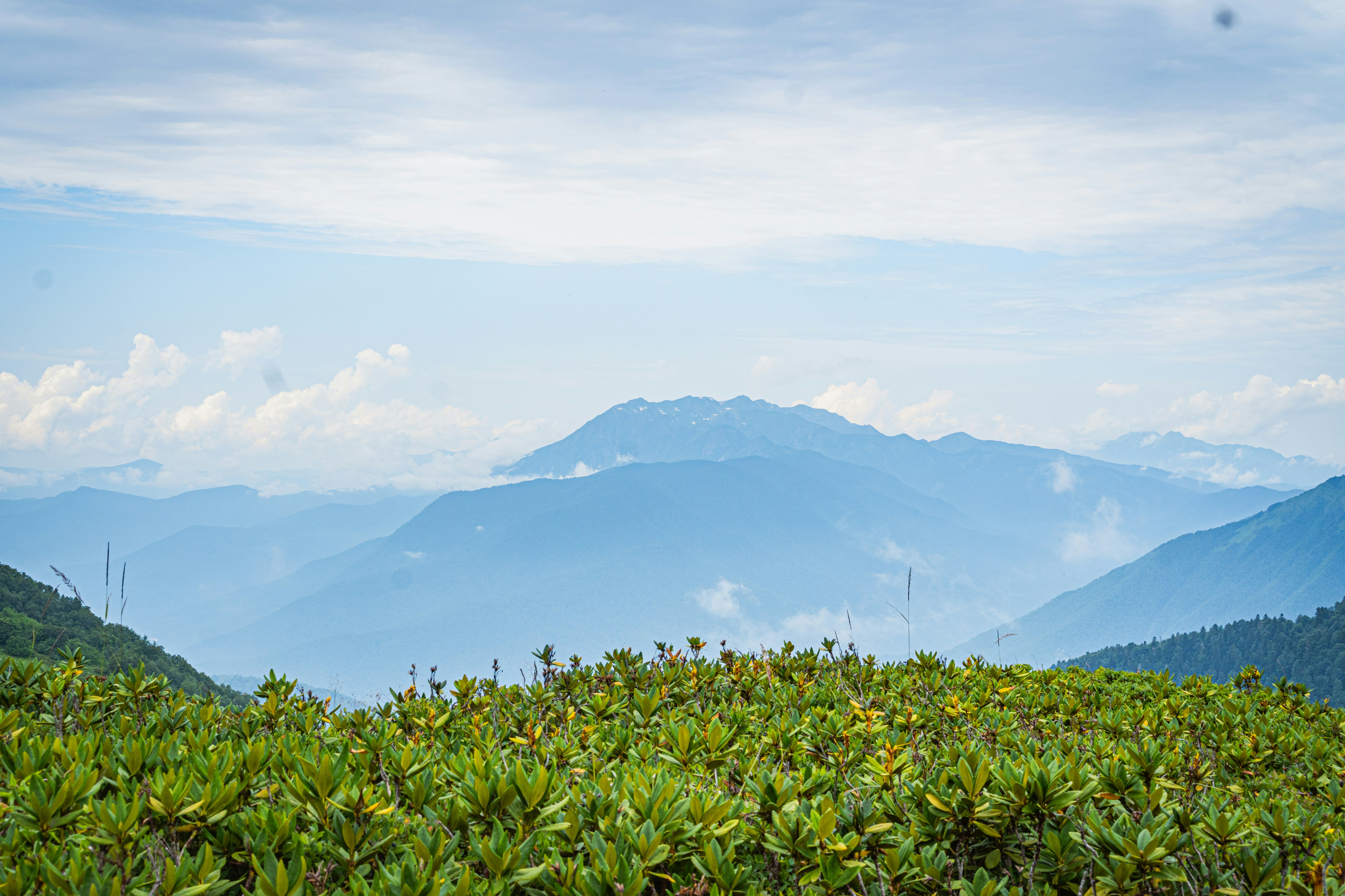 Una vista de una cadena montañosa con árboles y arbustos