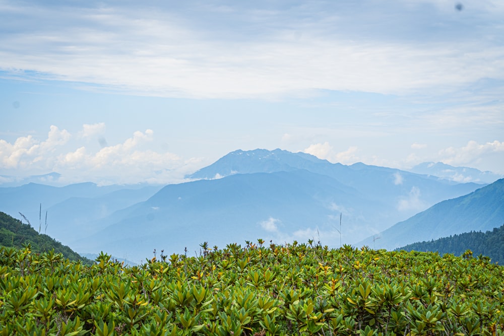 a view of a mountain range with trees and bushes