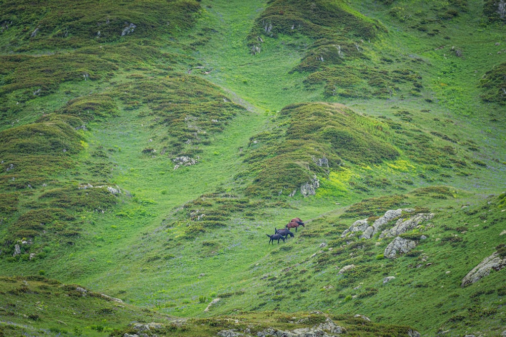 a couple of people riding horses down a lush green hillside