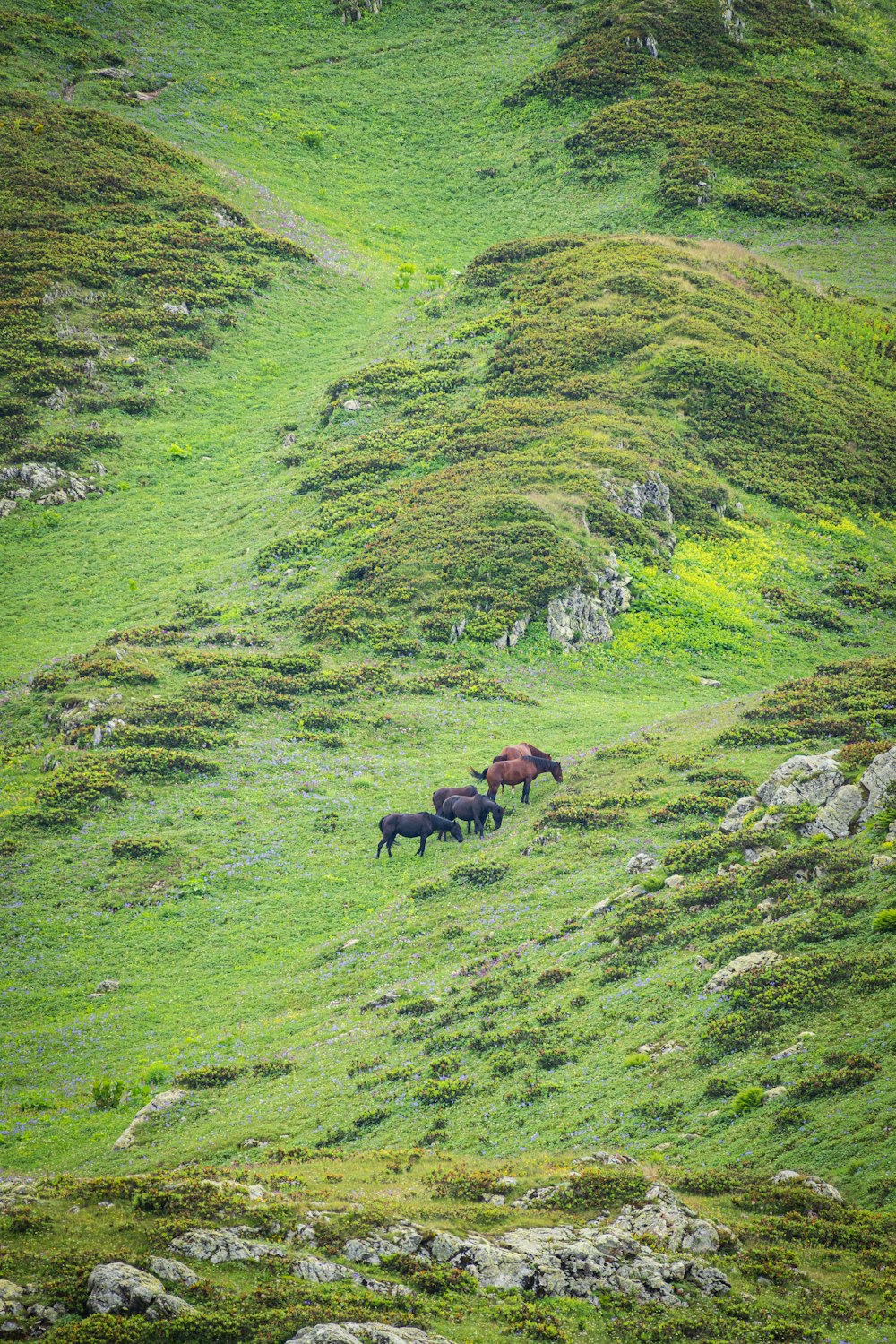 a couple of animals that are in the grass