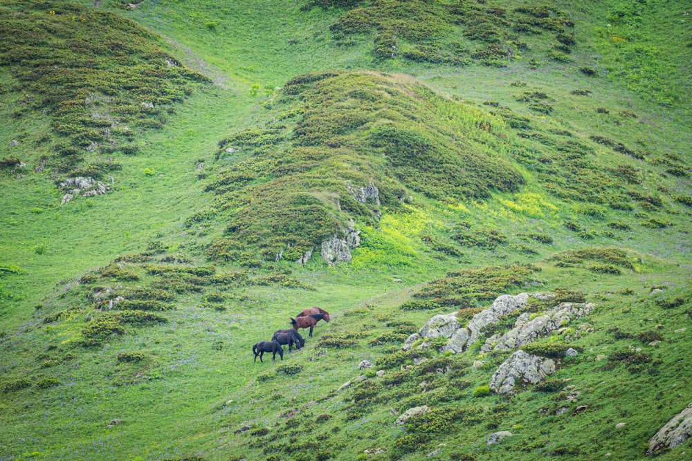 a couple of horses standing on top of a lush green hillside