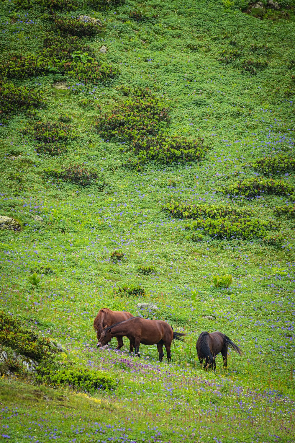 a couple of horses standing on top of a lush green field