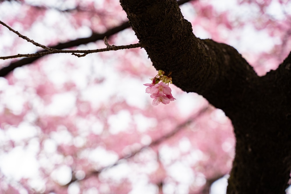 a branch with a pink flower on it