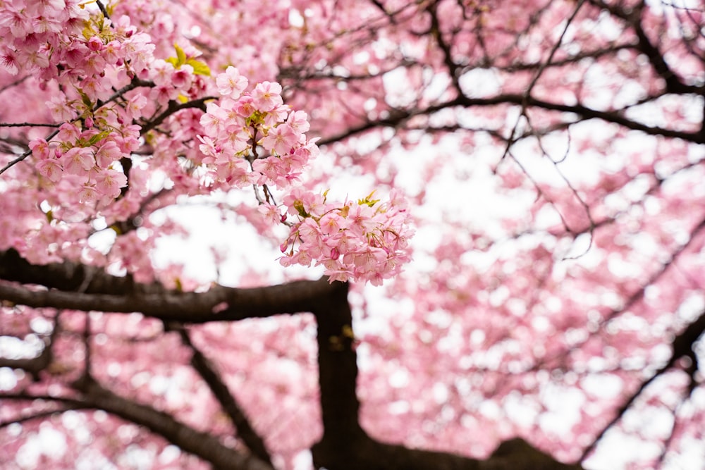 a pink tree with lots of pink flowers