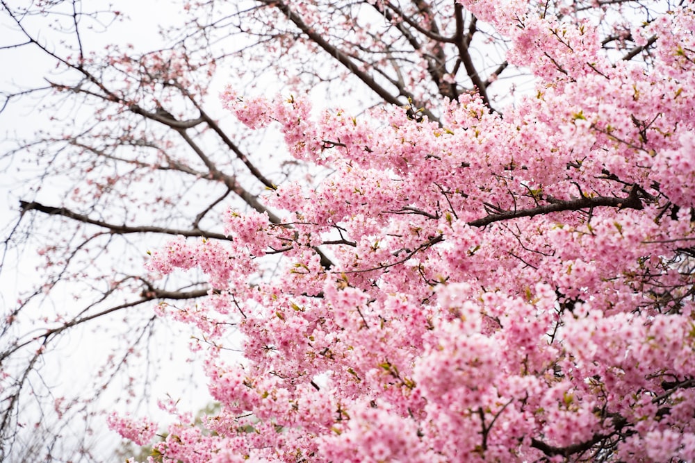 a pink tree with lots of pink flowers