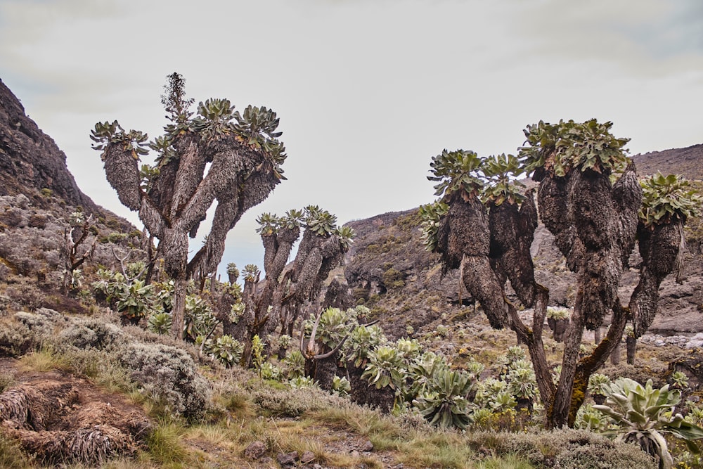 a group of trees that are in the grass