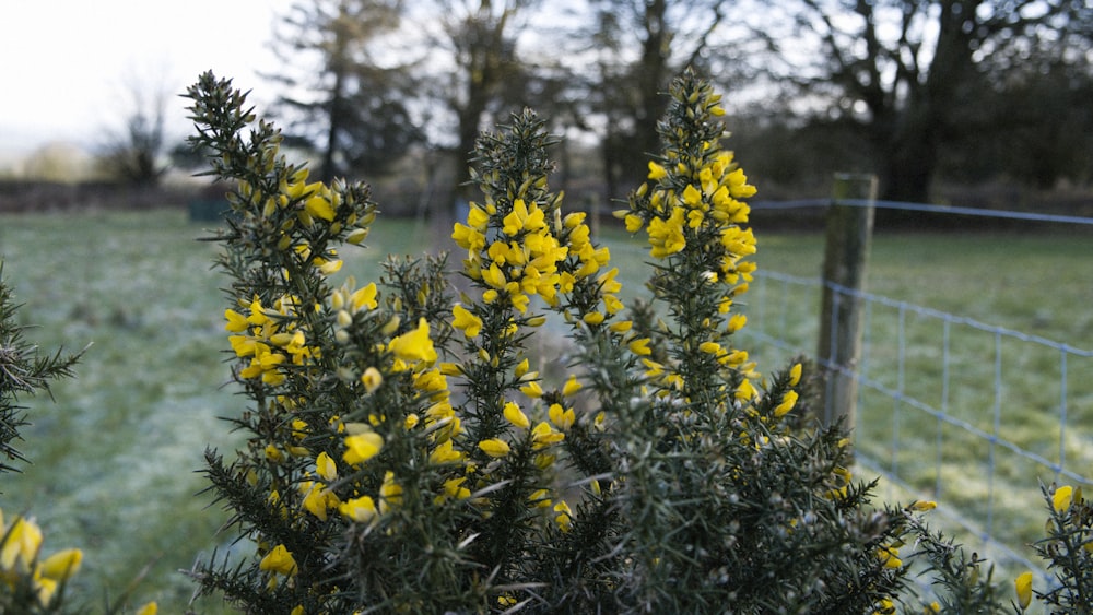 a bush with yellow flowers near a fence
