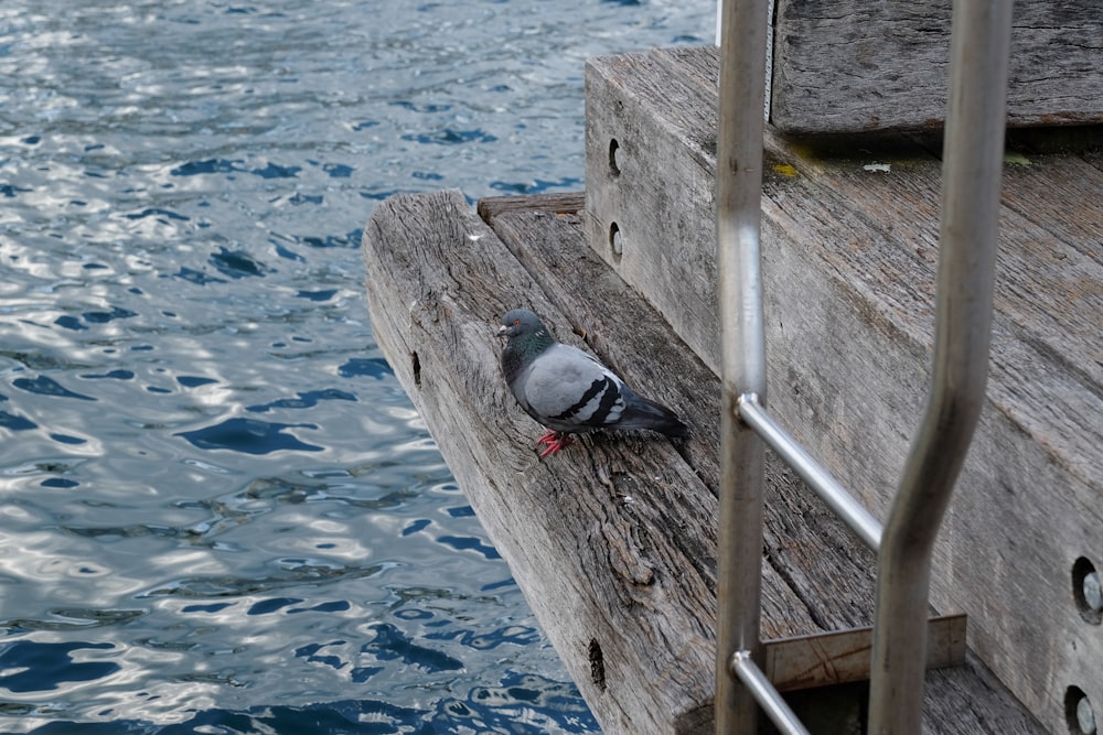 a pigeon sitting on a wooden bench next to a body of water